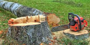  Front Royal, VA Tree Removal Pros