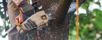 Front Royal, VA Tree Removal Company