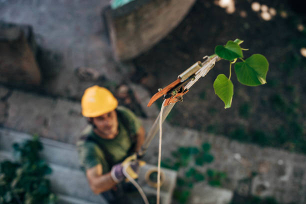 Best Tree Trimming and Pruning  in Front Royal, VA