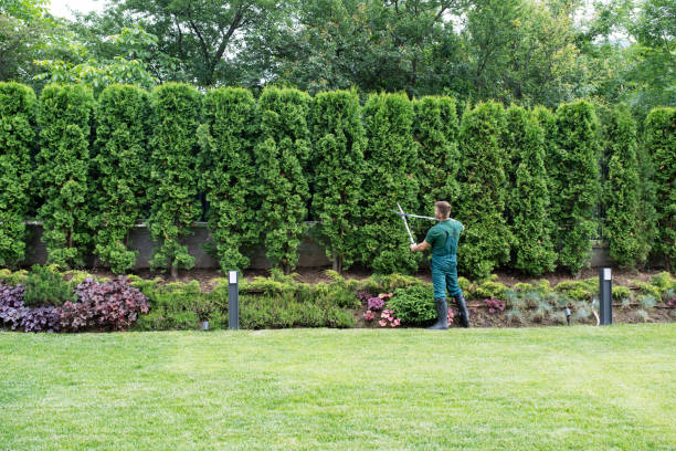 Best Fruit Tree Pruning  in Front Royal, VA