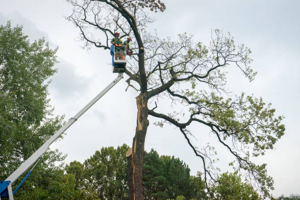 Best Tree Maintenance Programs  in Front Royal, VA