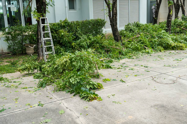 Best Tree Cabling and Bracing  in Front Royal, VA