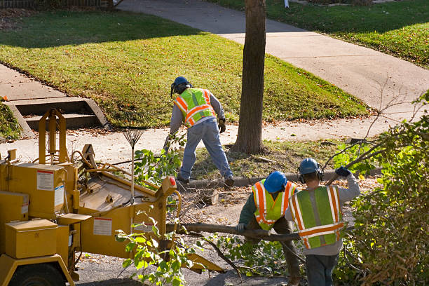 Best Stump Grinding and Removal  in Front Royal, VA